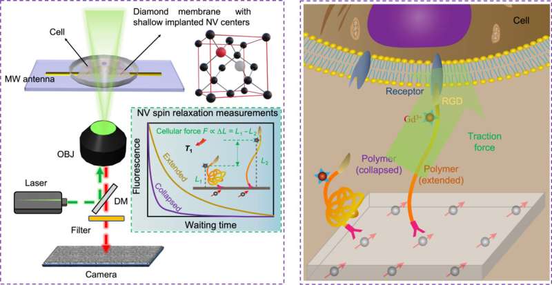 Diamond-Based Quantum Sensing Microscope Offers Effective Approach for Quantifying Cellular Forces