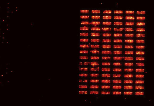 Quantum Register Reaches 1,200 Neutral Atoms in Continuous Operation