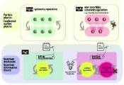 Researchers Uncover Link Between Quantum Information Theory and Particle and Condensed Matter Physics