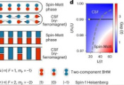 Researchers First Observe Counterflow Superfluidity in Mott Insulator