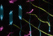 A New Class of Moiré Materials Unlocks Uncharted Quantum Behaviour