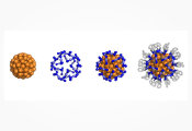 Gold Clusters Show Promise as Scalable Options for Quantum Computers, Sensors