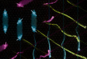 Twist to the M-Ax(is): New Twist Platform Opens Path to Quantum Simulation of More Exotic States of Matter
