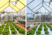 UbiQD Quantum Dot Glass Boosts Crop Yield, Efficiency, and Sustainability in USDA-Funded Study