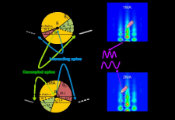 Multiple Quantum NMR Dynamics in Spin-Pair — Couple Dance Under the Spotlights
