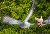 Pigeons Navigate Using Magnetic Sensors in Their Livers