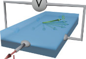 Better Mathematics Discriminate Exotic From Classical Materials