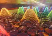 Graphene Plasmon Cavities Enable Advanced and Scalable Terahertz Photodetectors