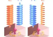 An Achiral Crystal That Responds Differently to Light? ― a New Perspective on Light–Matter Interactions