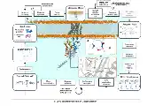 QMatter Integrates Quantum Computing Into a Million-Atom Biomolecular Simulation