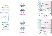 Pressure Unlocks Ising Superconductivity in Layered Material